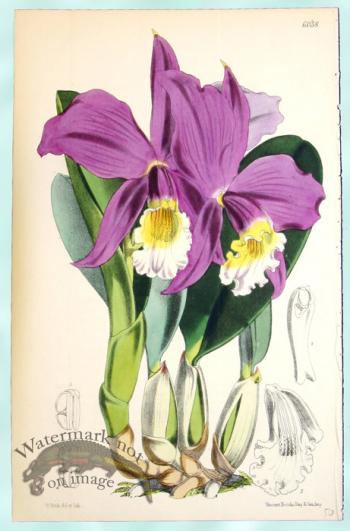 Curtis Orchids 11